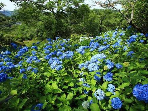 御船山楽園の紫陽花園