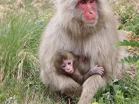 上林ホテル仙壽閣（せんじゅかく）　印象に残る掛け流し温泉