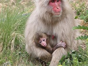 地獄谷野猿公苑　当館より徒歩３０分