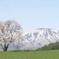 一本桜