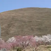 การพบปะซากุระที่งดงาม ฤดูใบไม้ผลิของหมู่บ้าน