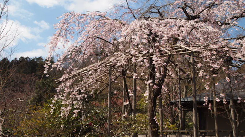 Shaga no Sato Yume-ya