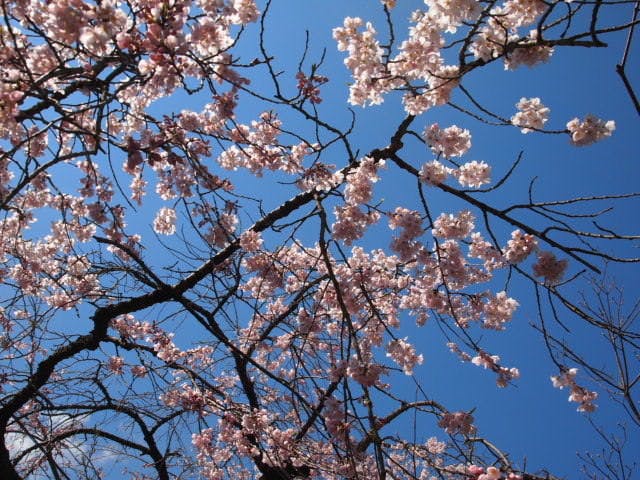 著莪の里　ゆめや