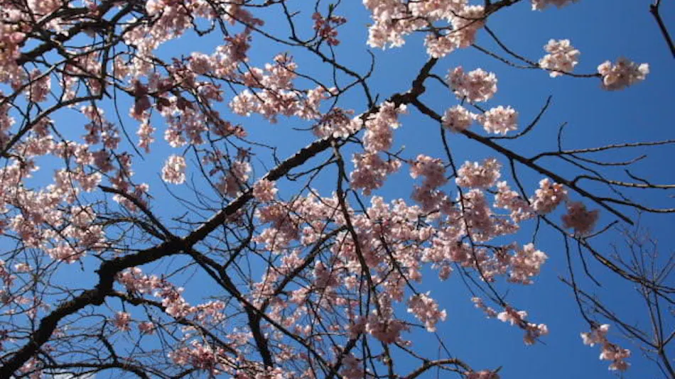 Shaga no Sato Yume-ya