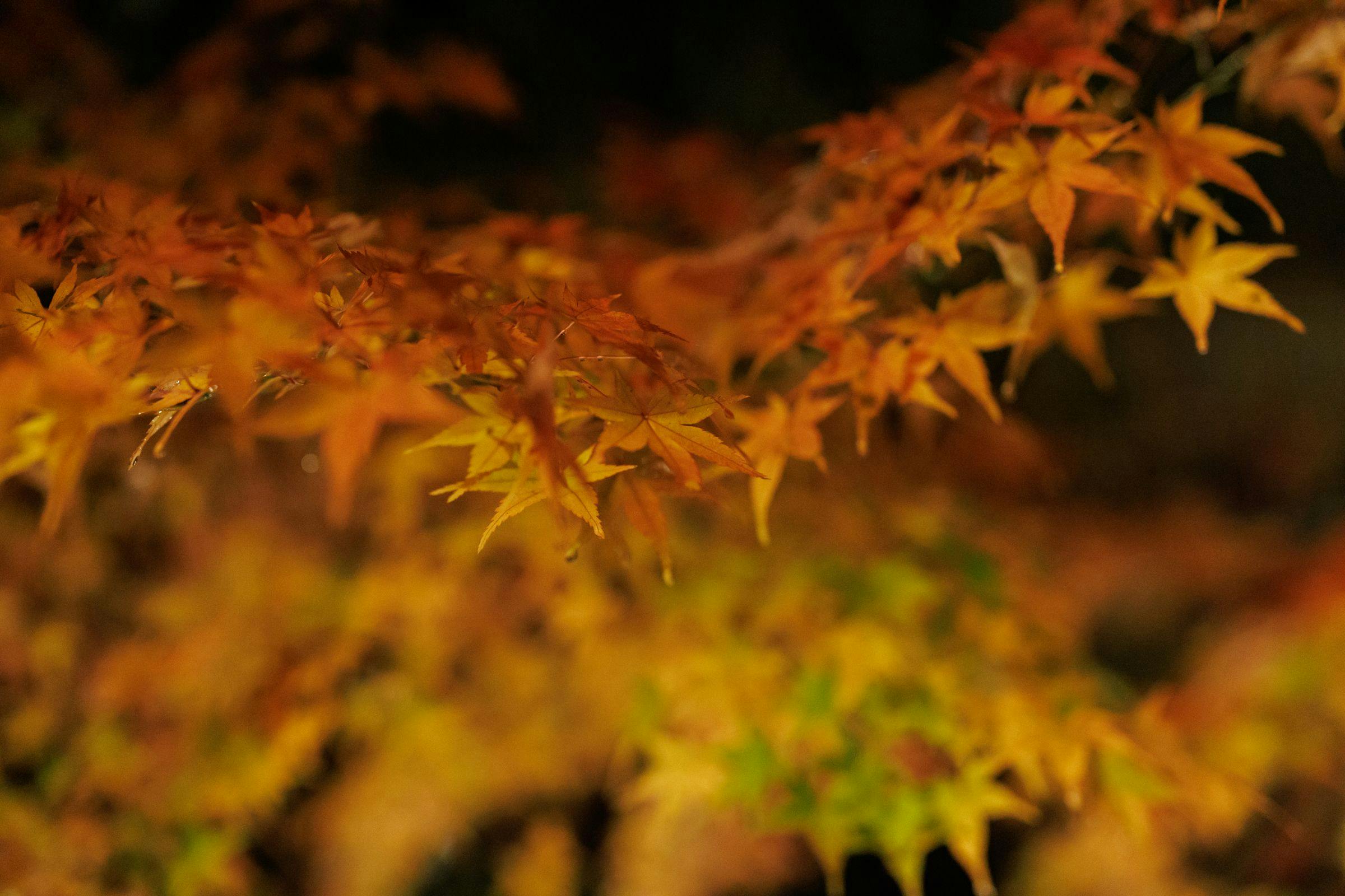 べにや無何有