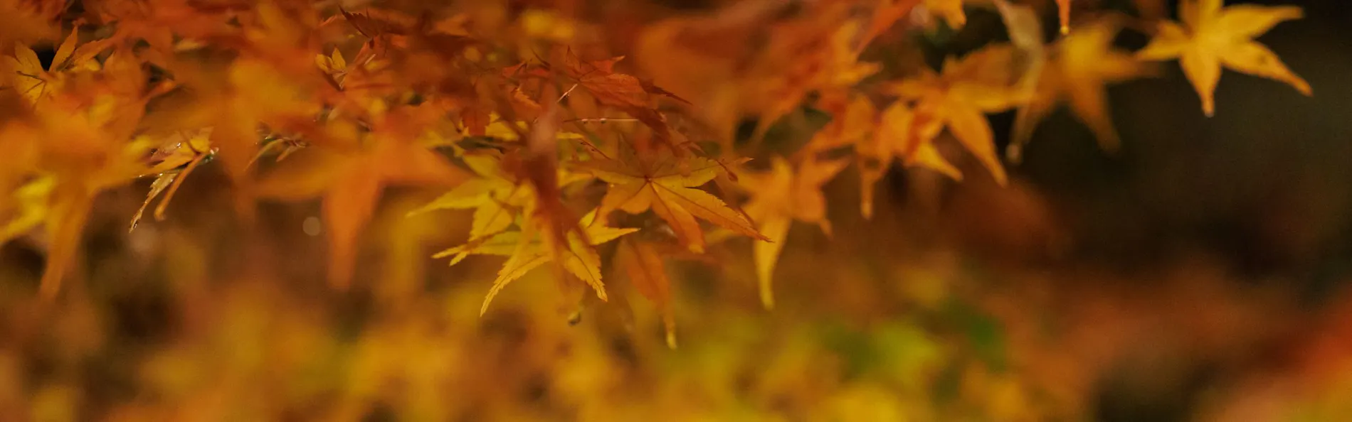 べにや無何有