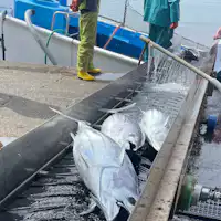 사장이 어부! 와구 어항에서 가쓰오를 구매합니다.