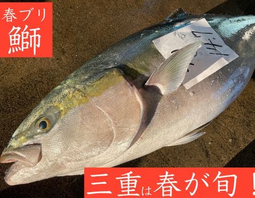 驚きの脂１３％以上！三重のブリの旬は春