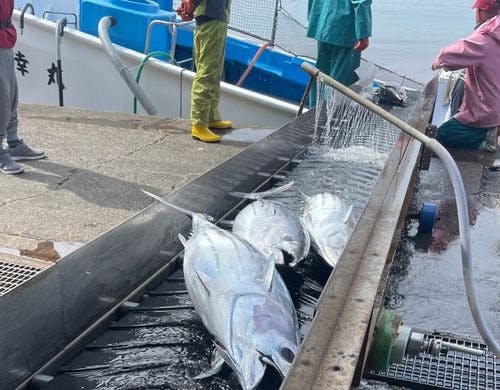 社長が魚屋！和具漁港からカツオを買い付け