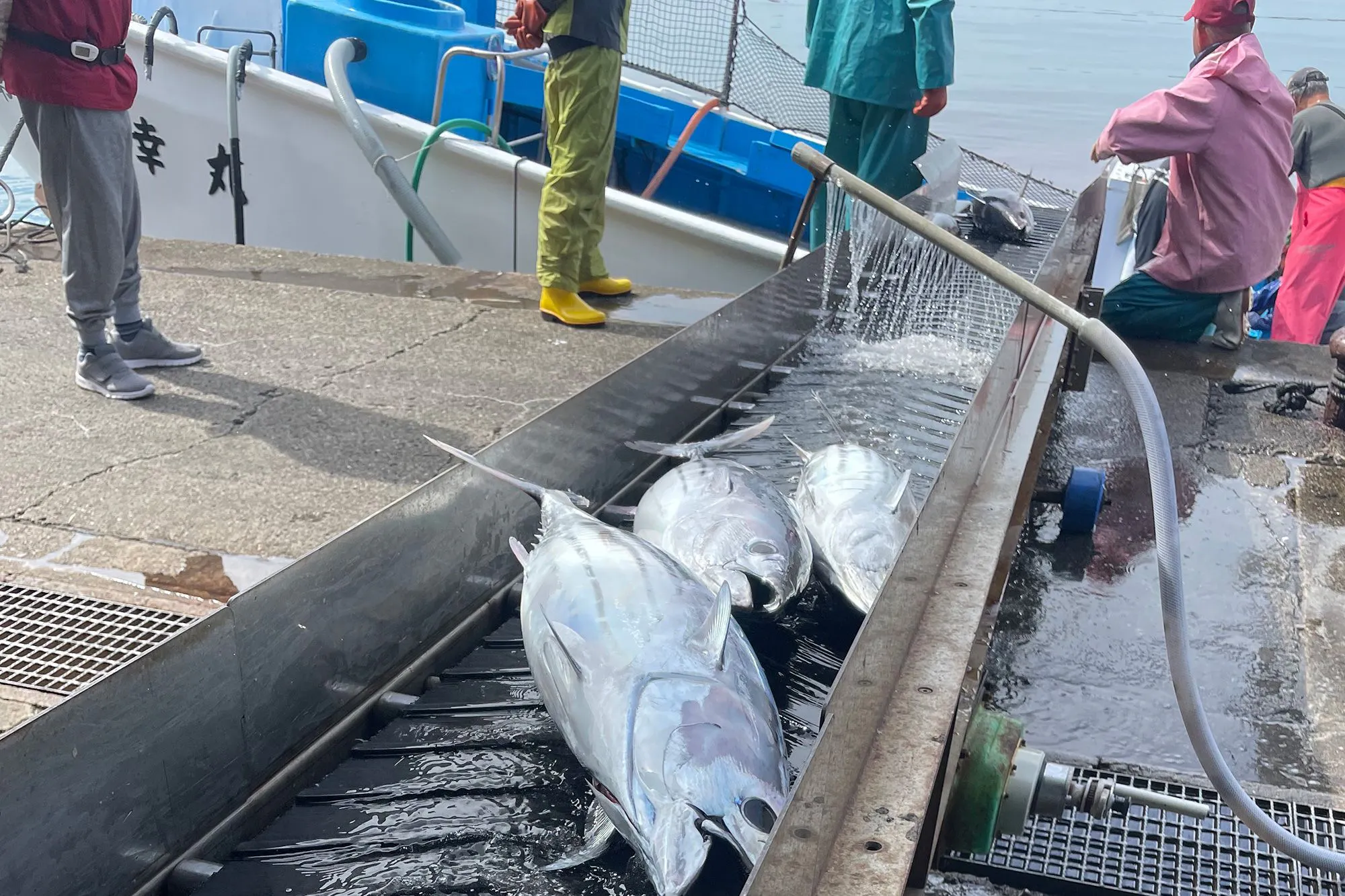 사장이 어부! 와구 어항에서 가쓰오를 구매합니다.