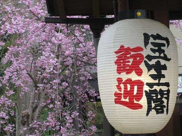 当館玄関の枝垂桜