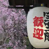 当館玄関の枝垂桜