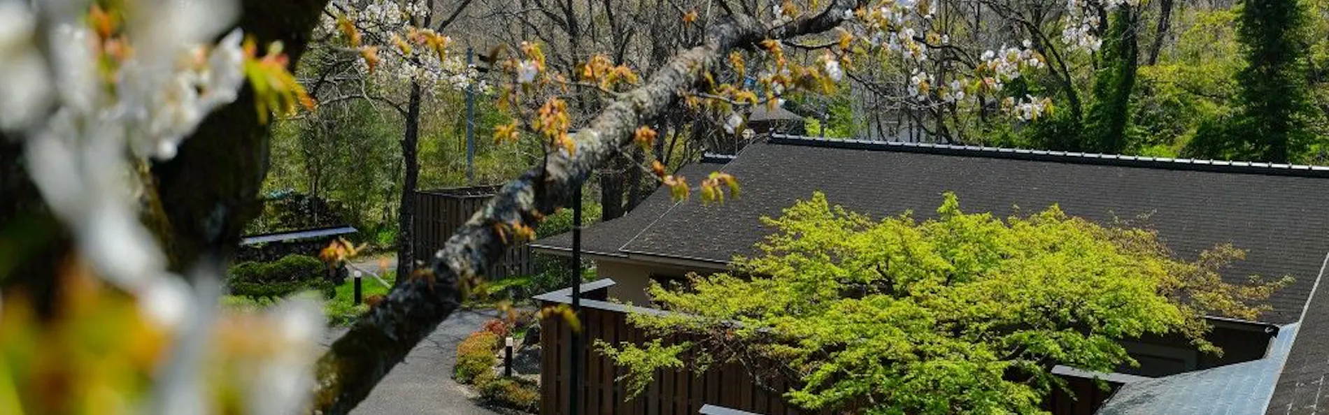 別邸 山風木