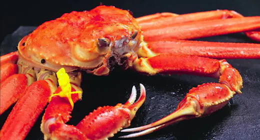これぞ最上級!「贅沢かにコース」※大サイズ【越前蟹】900g~1kg使用