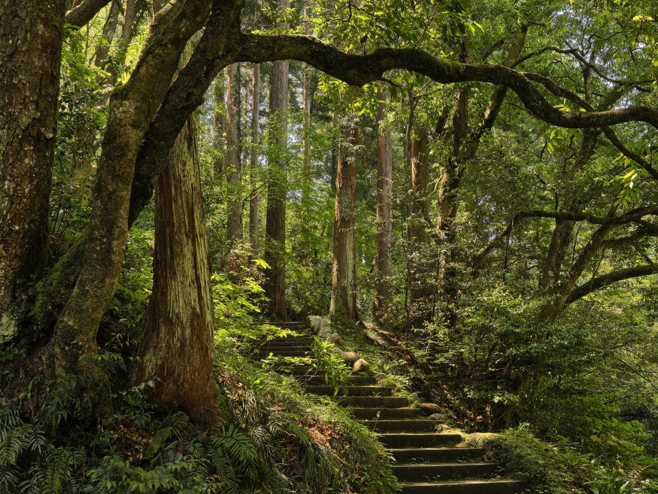 山中温泉　花紫