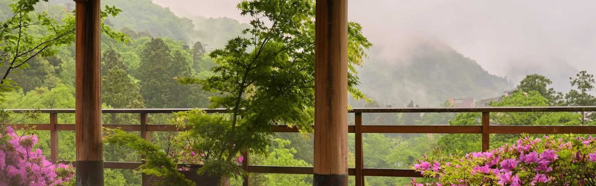 山中温泉 花紫