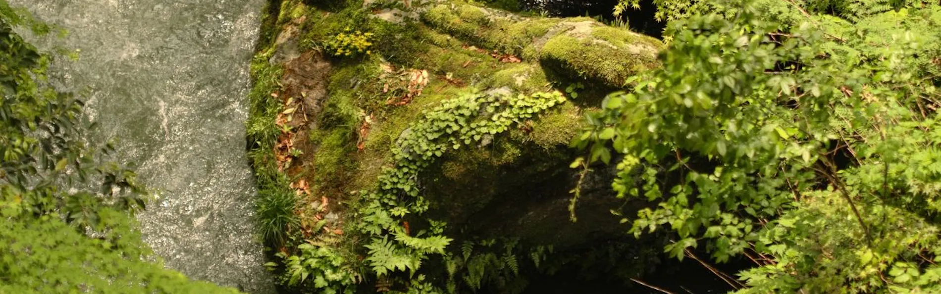 山中温泉 花紫