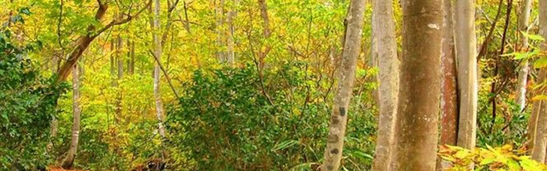 あてま高原リゾート ベルナティオ