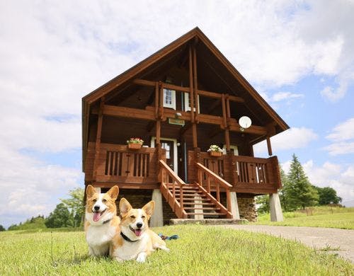 【ワンちゃん】【カーネリア　コモ】