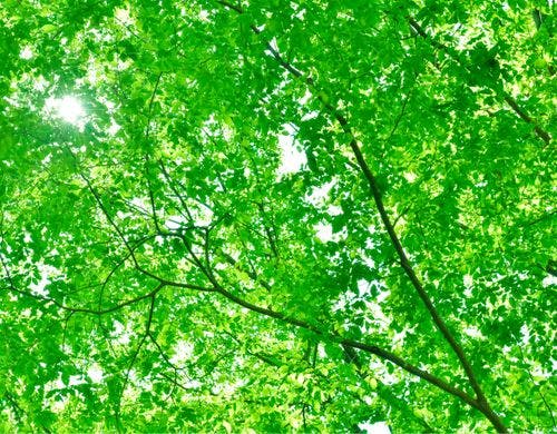 アカシアテラス