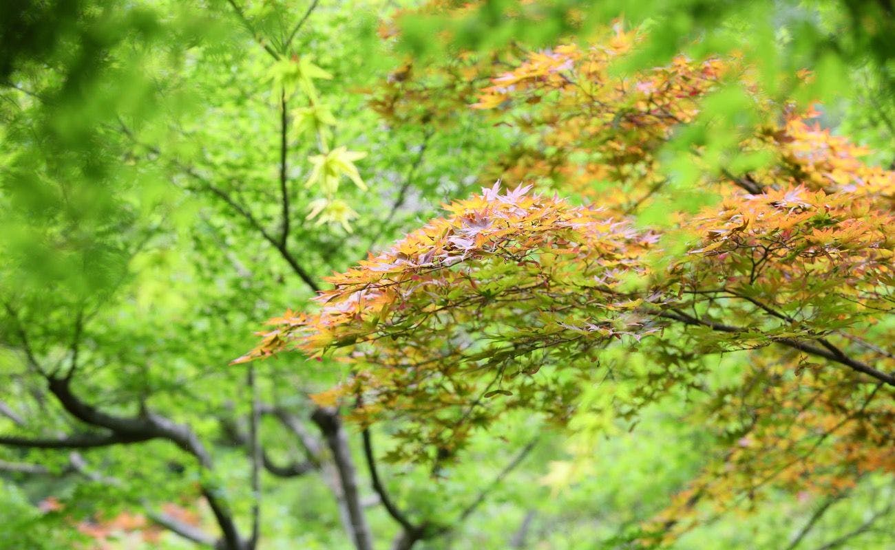 笛吹川温泉　坐忘