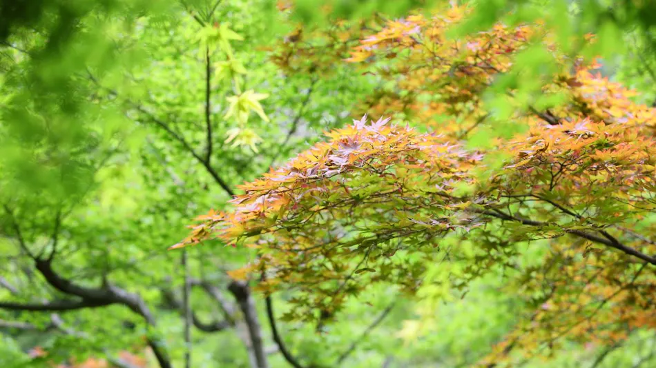 Fufukigawa Onsen Zabou