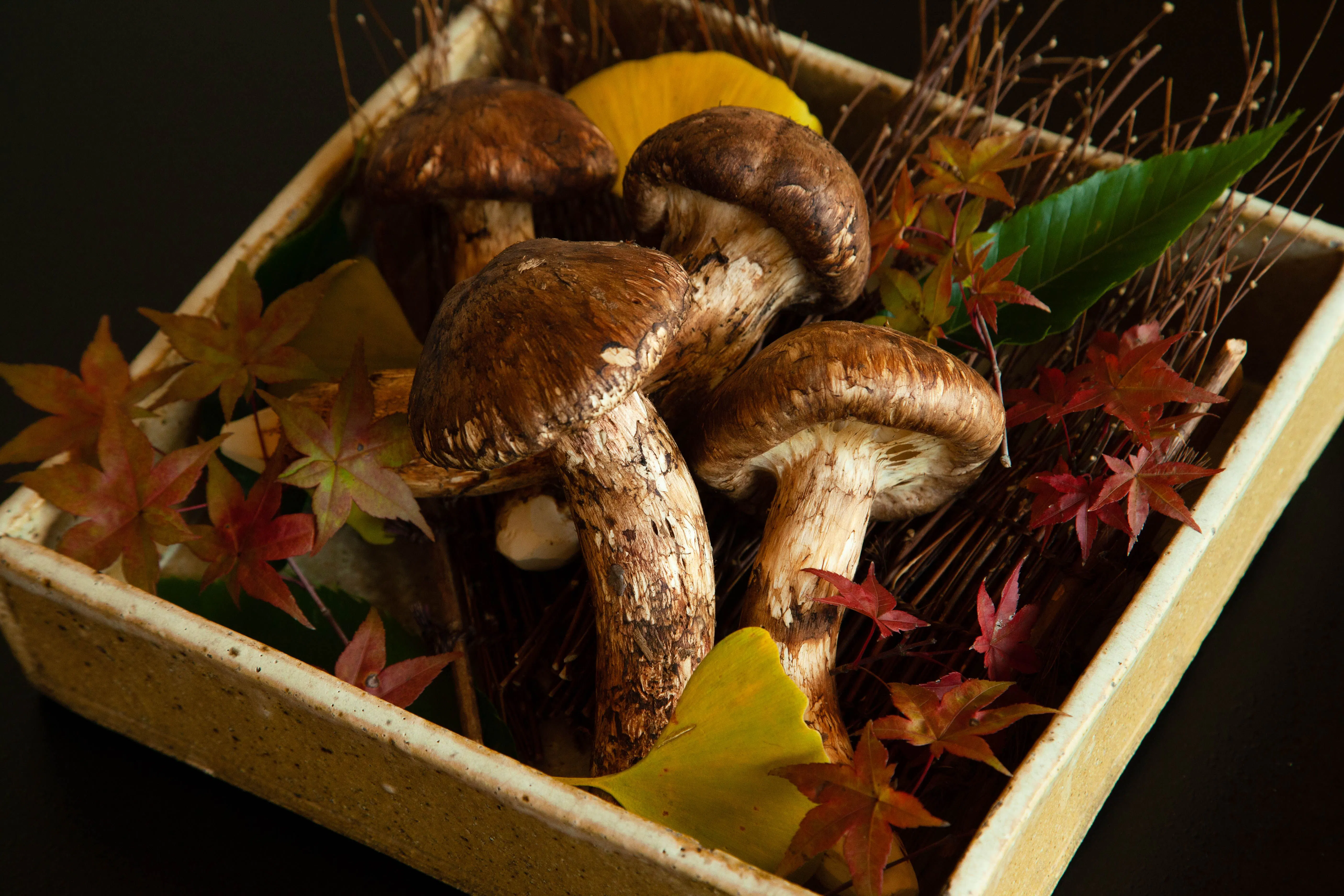 Kaiseki Matsutake