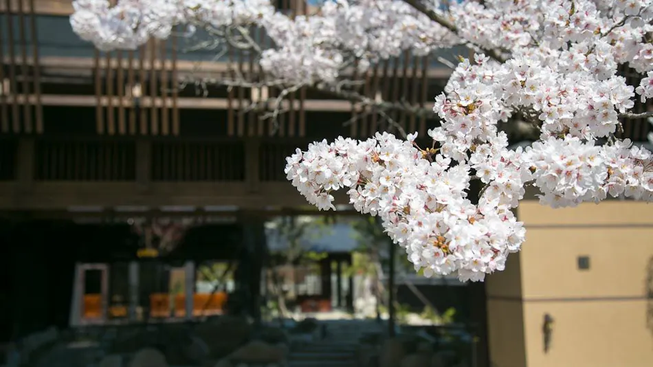 Hirugaminosumika Kurotake