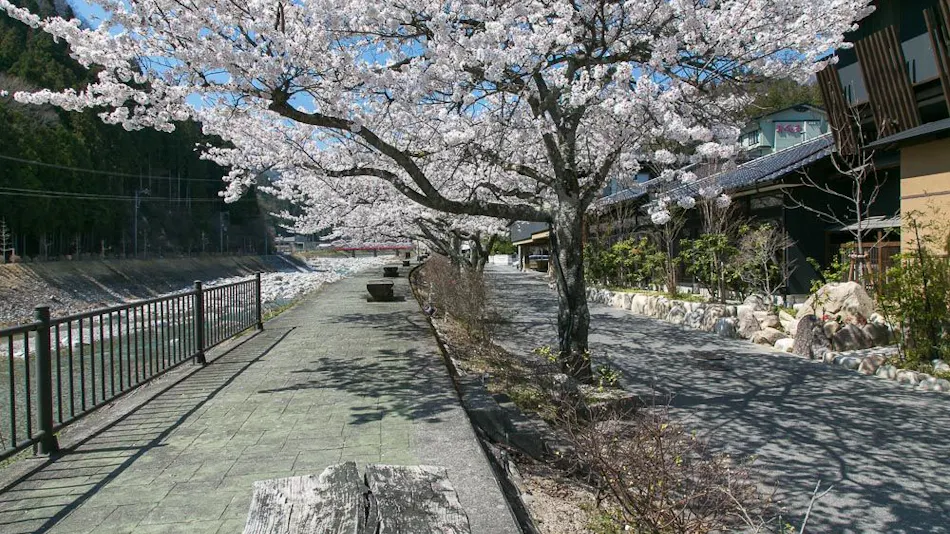 Hirugaminosumika Kurotake