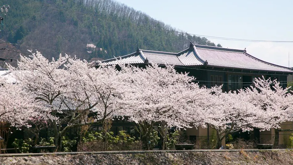 Hirugaminosumika Kurotake
