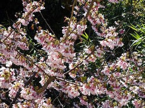 早咲きの城ケ崎桜をお部屋の露天風呂から
