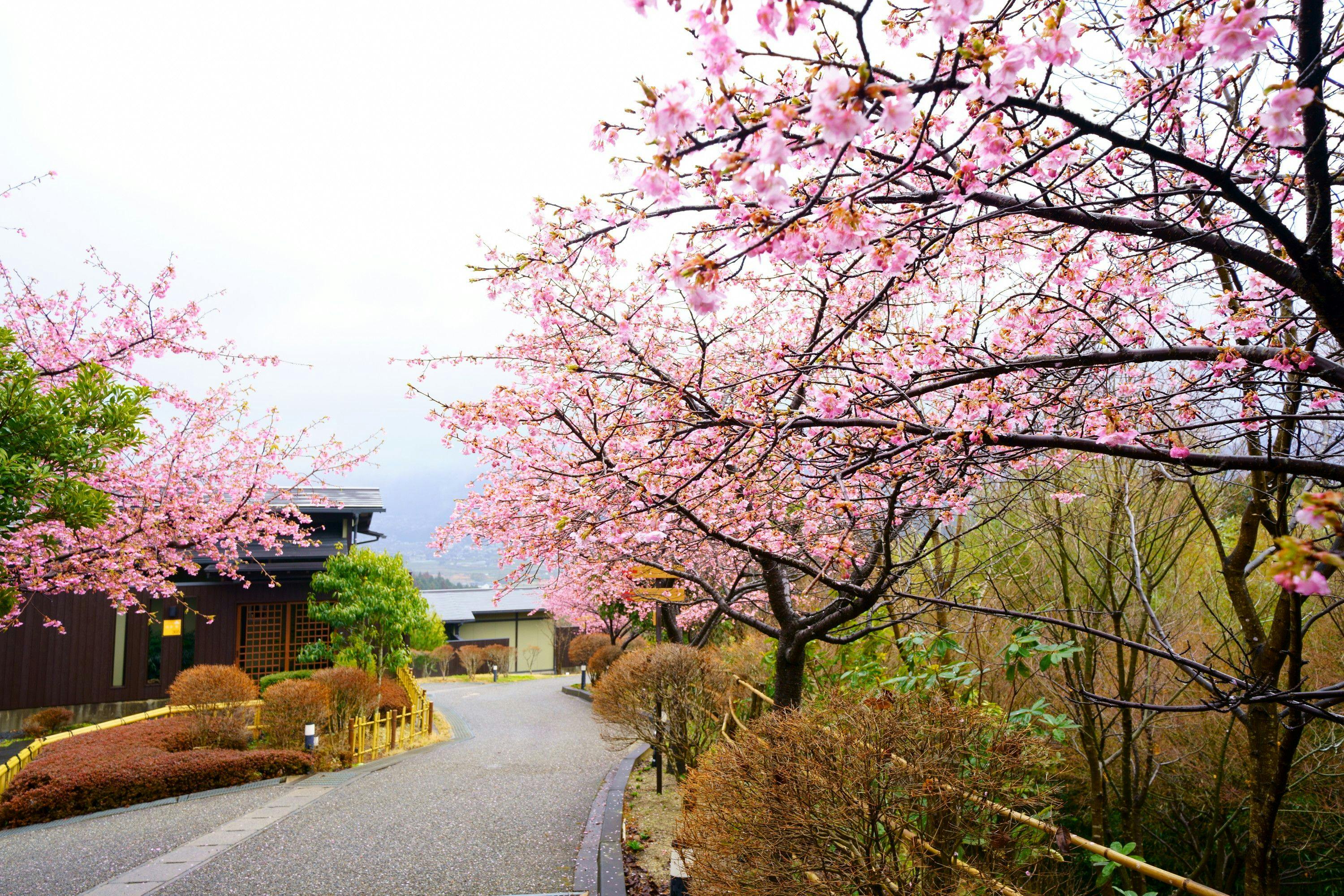 朝霧のみえる宿 ゆふいん花由