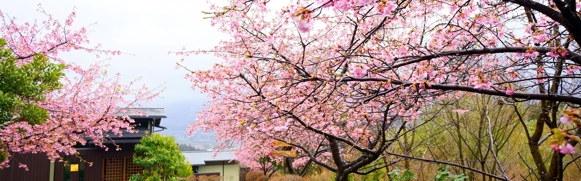 朝霧のみえる宿 ゆふいん花由