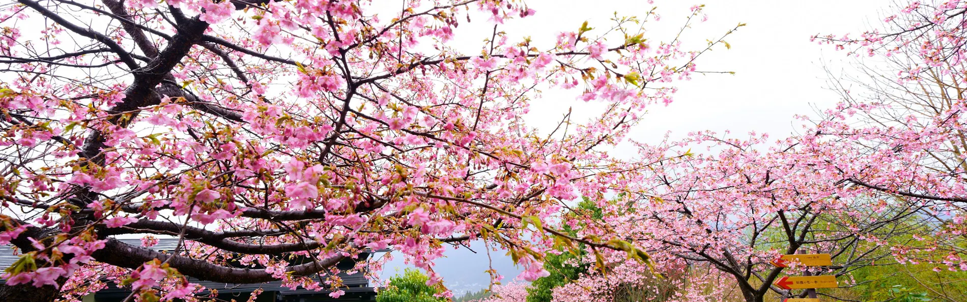 朝霧のみえる宿 ゆふいん花由