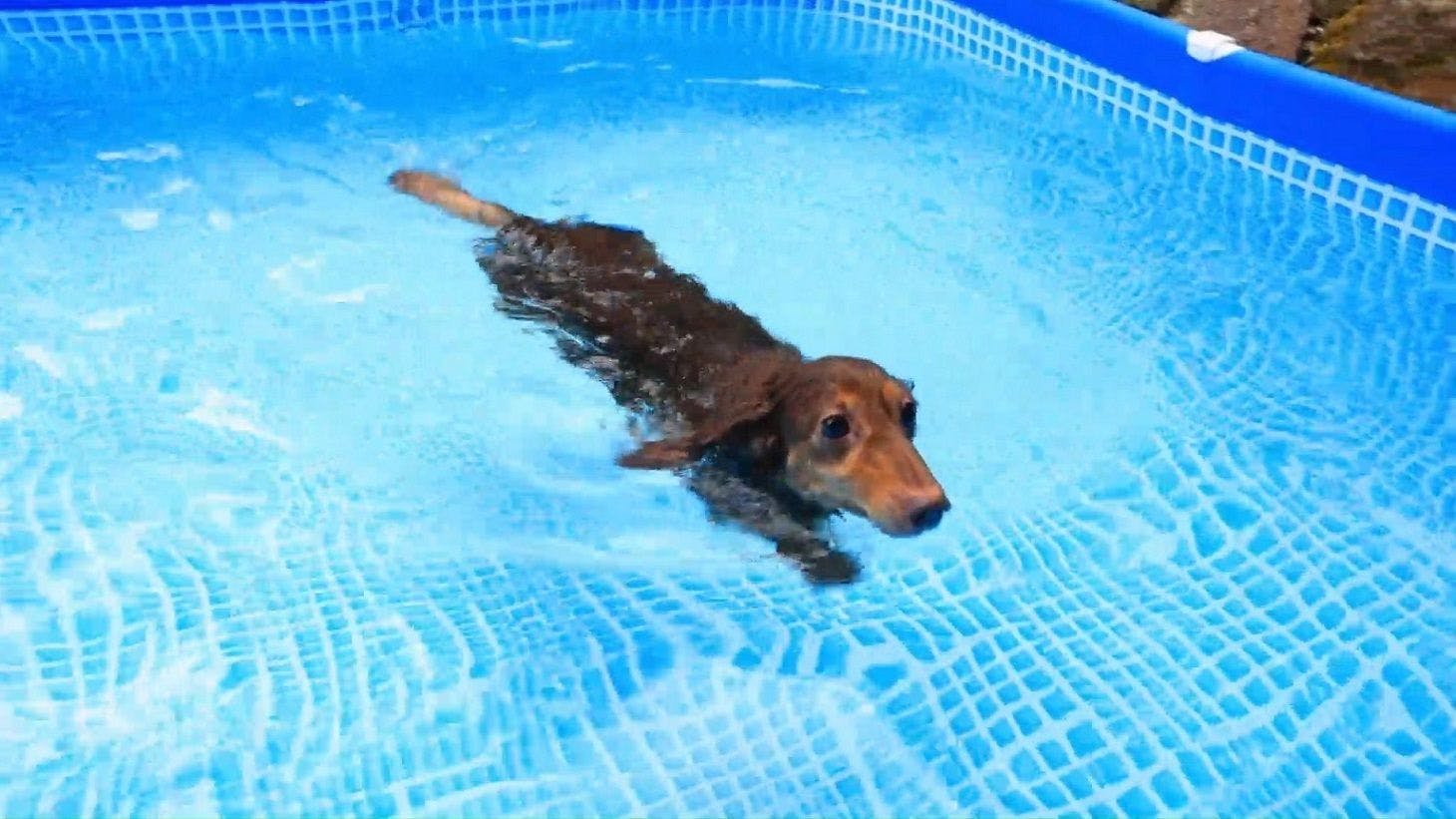 愛犬用温泉かけ流しプールです！