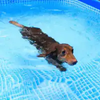 愛犬用温泉かけ流しプールです!