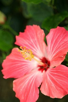 Bunga ikonik Okinawa: Bunga Raya