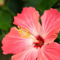 Bunga ikonik Okinawa: Bunga Raya