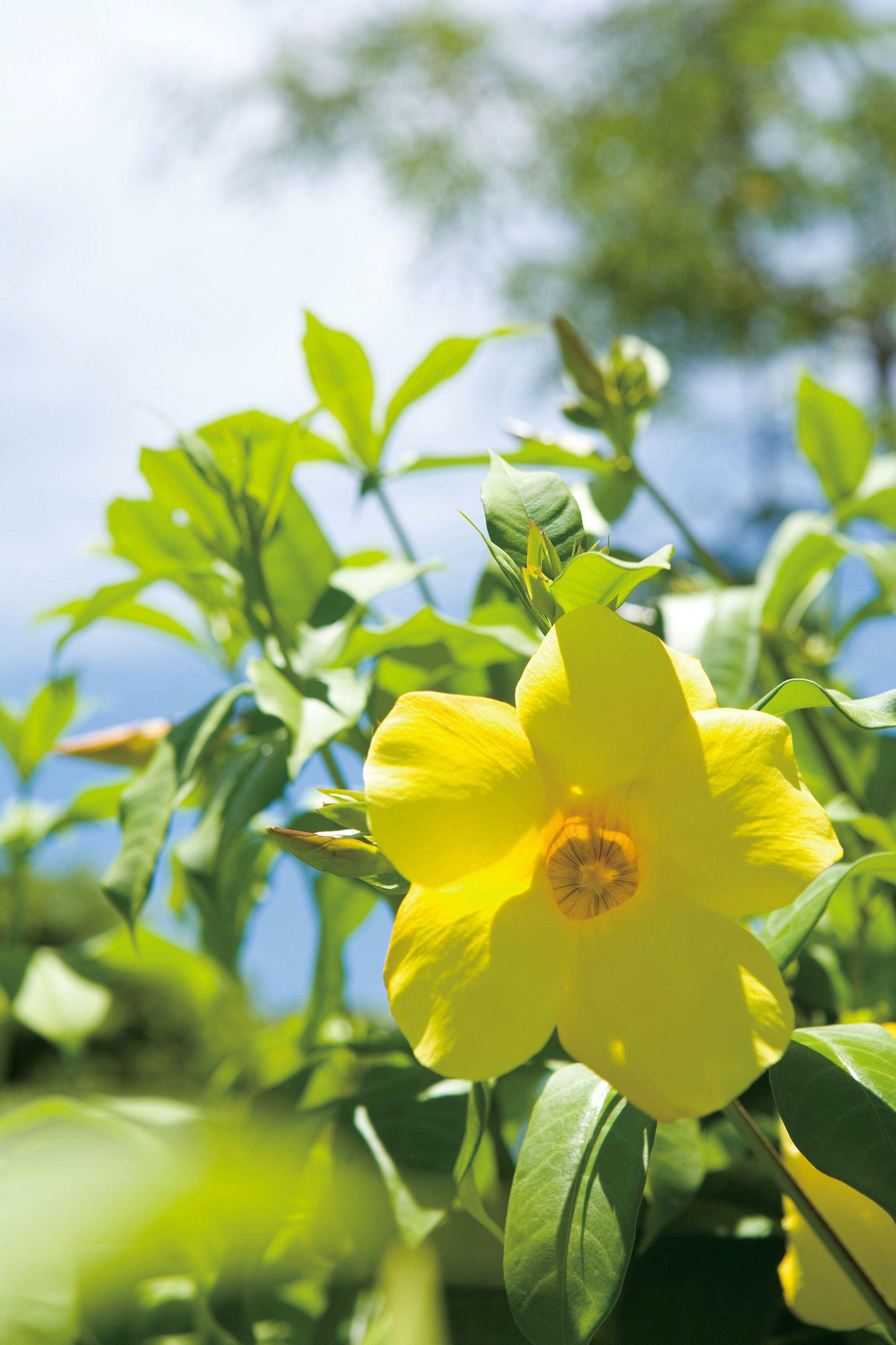 Allamanda