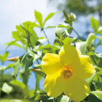 Allamanda