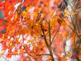 今井浜温泉　大人の隠れ宿　花の風