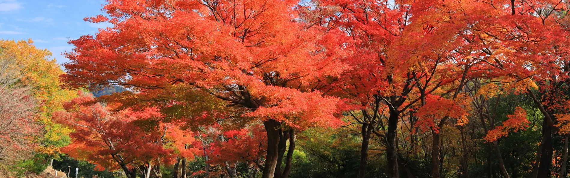 山荘 風の杜