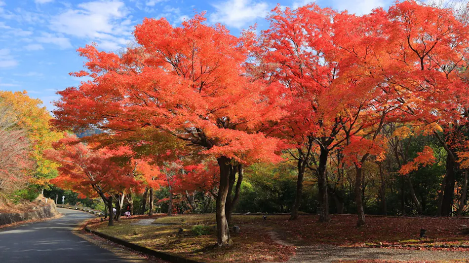 Luxury Mountain Retreat Kaze no Mori