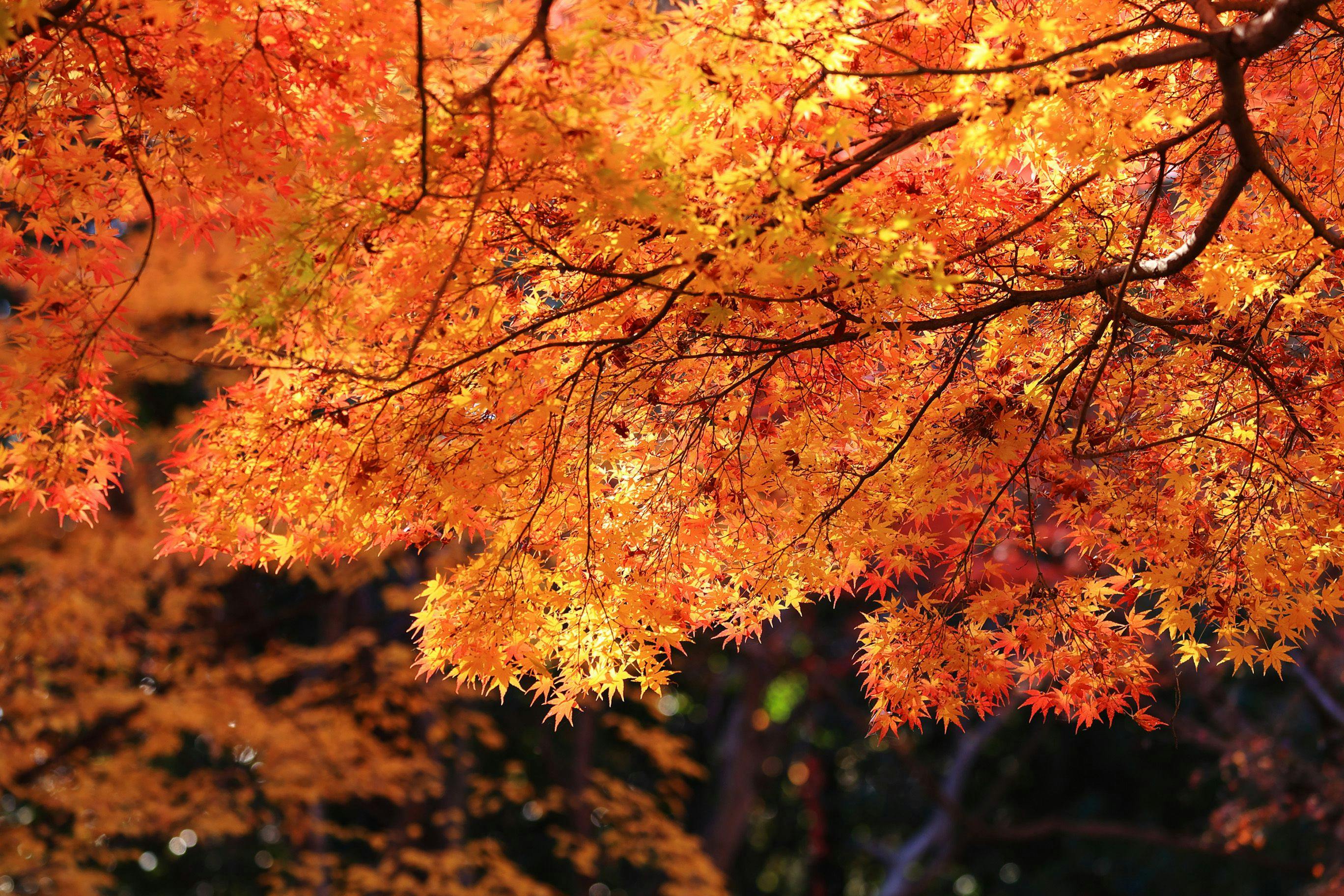 山荘　風の杜