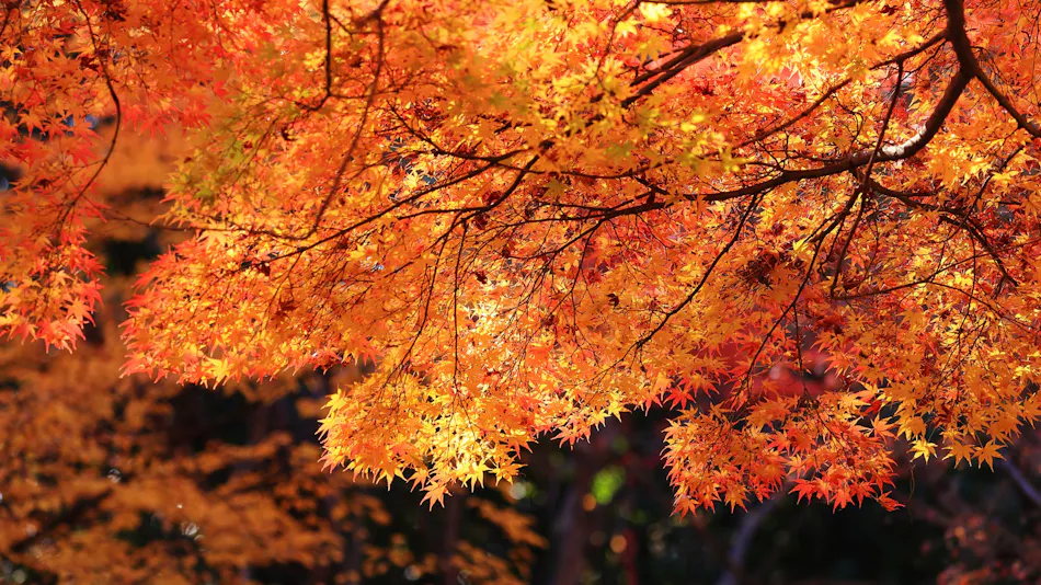 Luxury Mountain Retreat Kaze no Mori