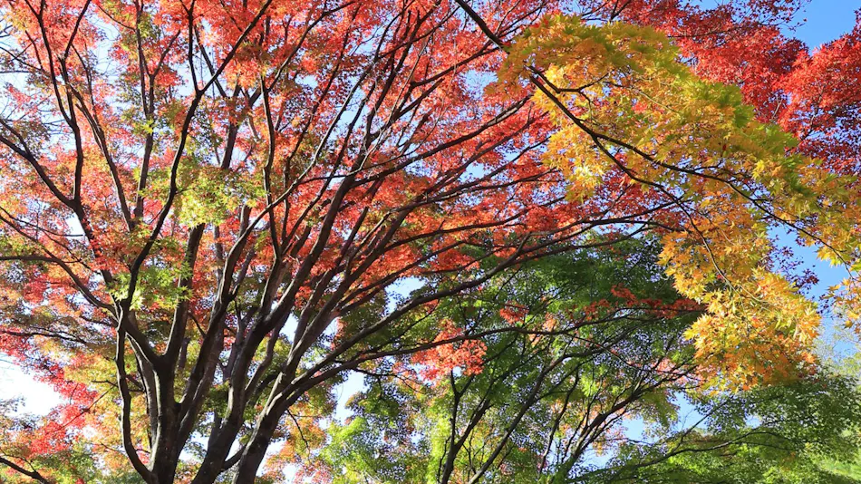 Luxury Mountain Retreat Kaze no Mori
