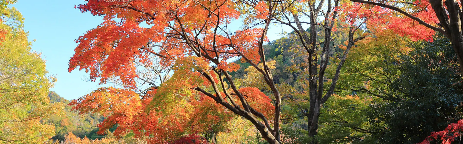 山荘 風の杜