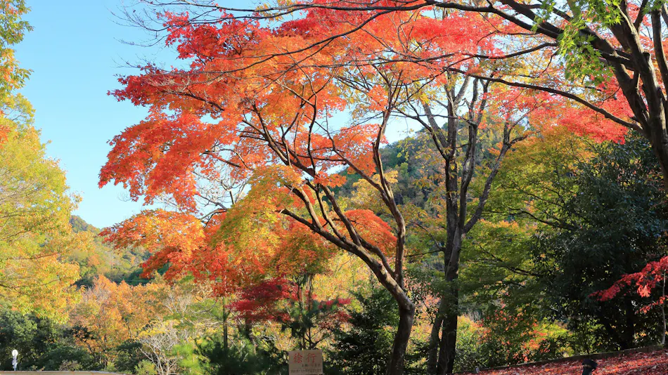 Luxury Mountain Retreat Kaze no Mori