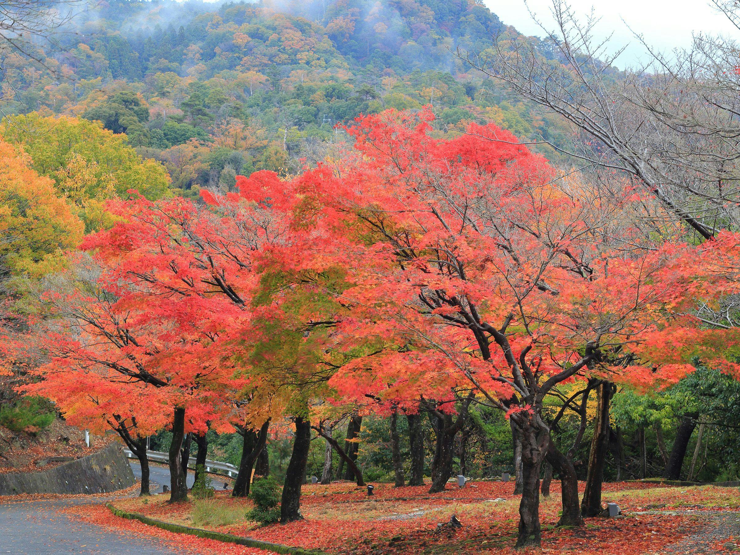 山荘　風の杜