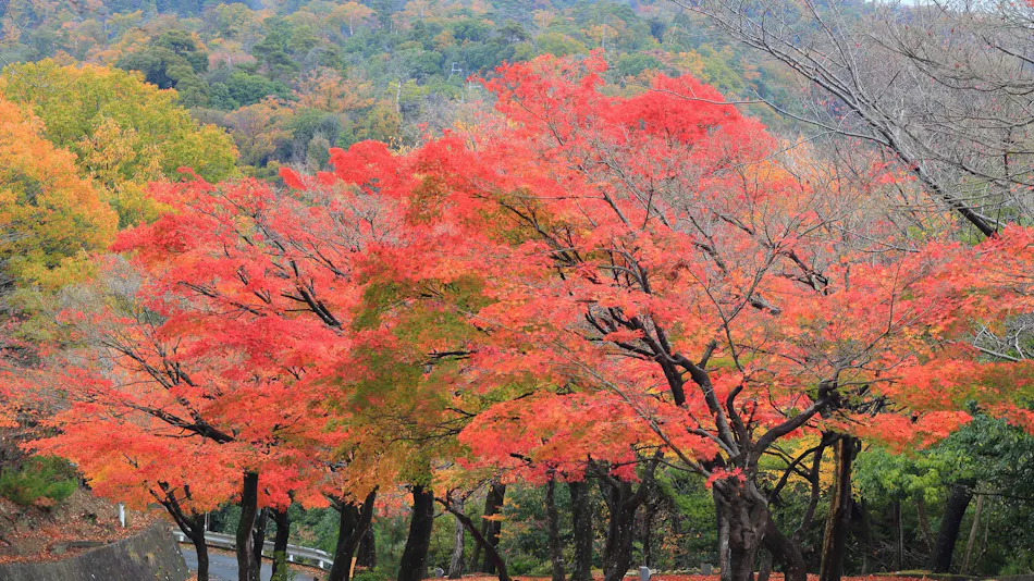 Luxury Mountain Retreat Kaze no Mori